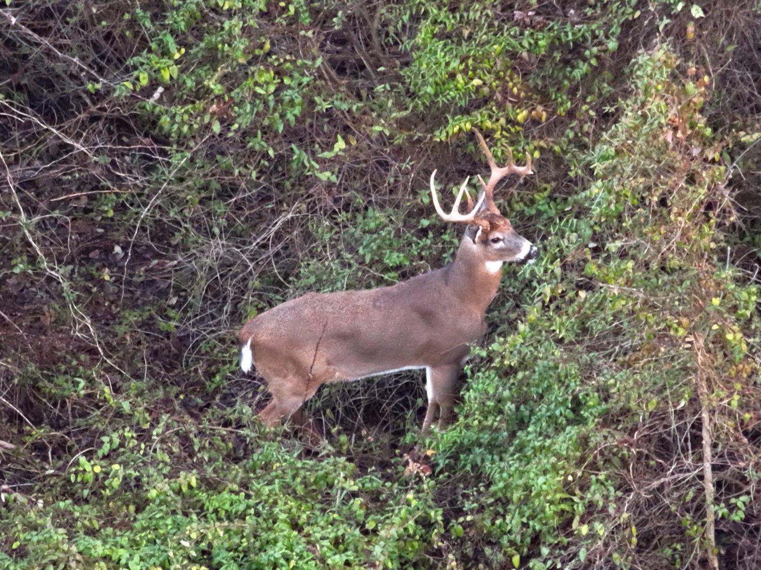 Whitetail buck photographed from above
